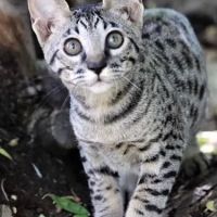 Exoticf1savannahs ico