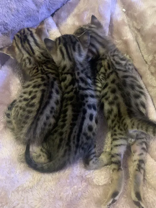 Exoticf1savannahs Picture 8