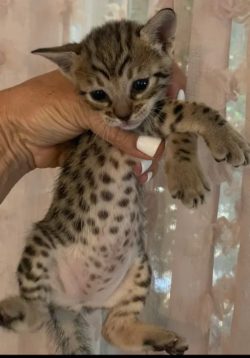 Exoticf1savannahs Picture 10