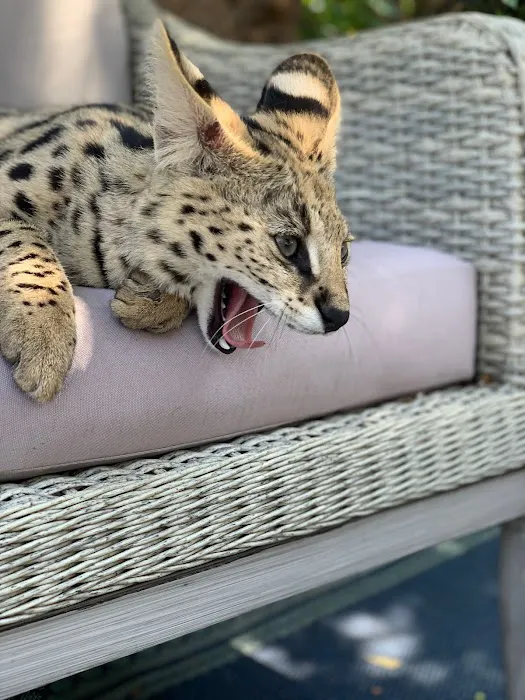 Exoticf1savannahs Picture 9