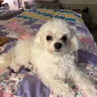 Advanced Animal Care Hospital ico