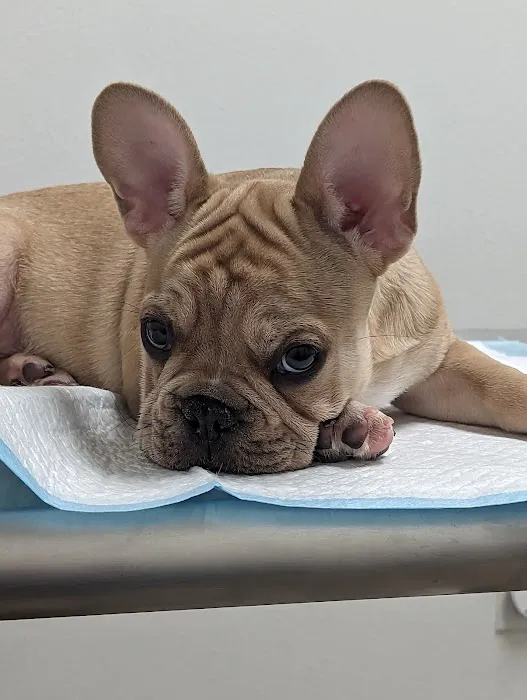 Advanced Animal Care Hospital Picture 9