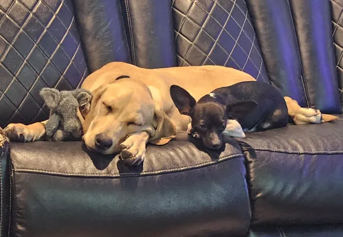 Advanced Animal Care Hospital Picture 10