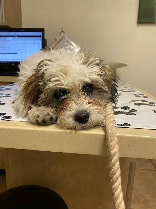 Boca Park Animal Hospital Picture 6