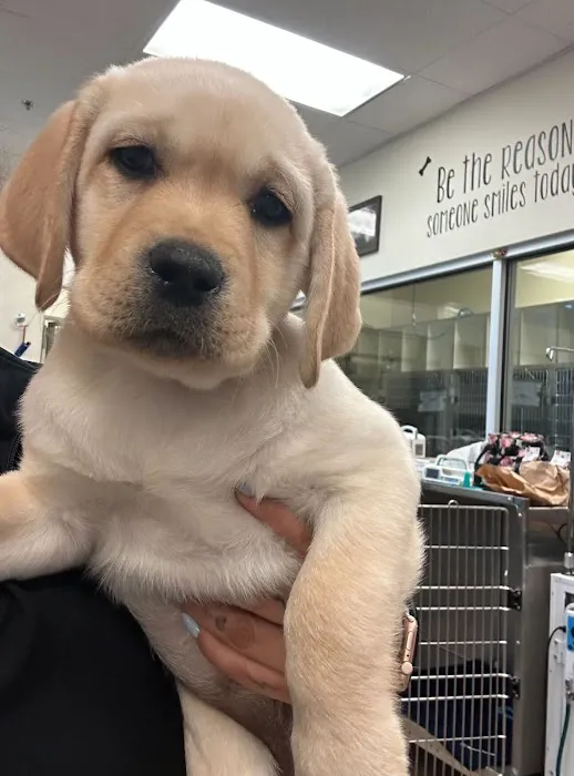 Boca Park Animal Hospital Picture 9