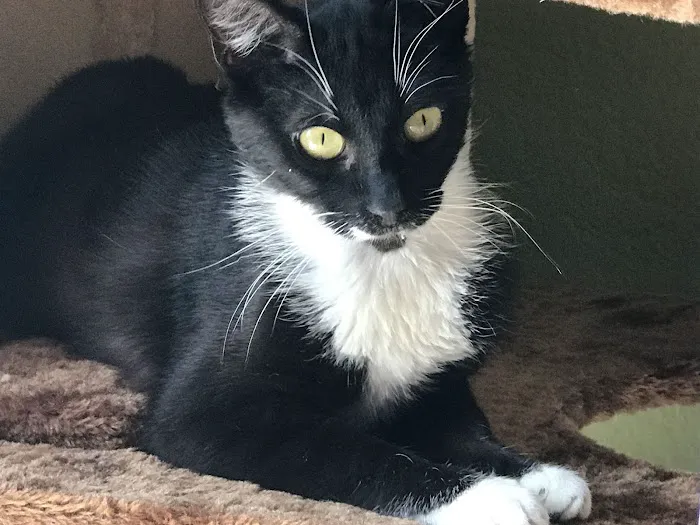 Boca Park Animal Hospital Picture 8