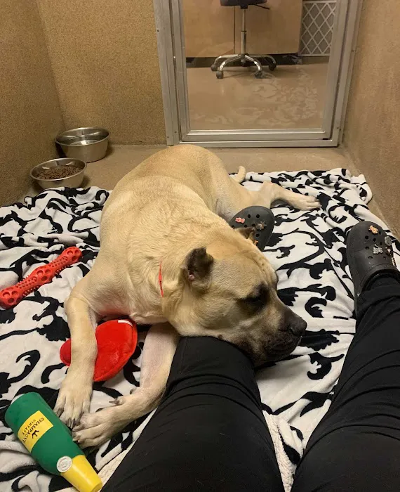 Boca Park Animal Hospital Picture 10
