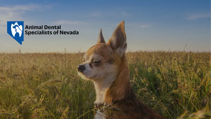 Animal Dental Specialists of Nevada Picture 3