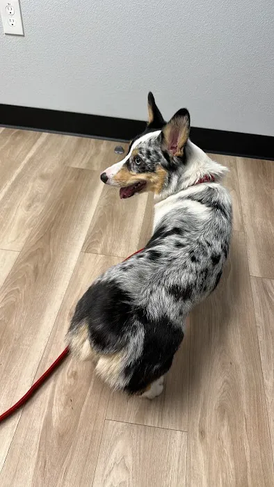 Animal Dental Specialists of Nevada Picture 5