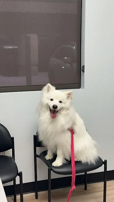 Animal Dental Specialists of Nevada Picture 4