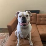 Animal Cardiology Specialists of Nevada