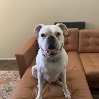 Animal Cardiology Specialists of Nevada ico