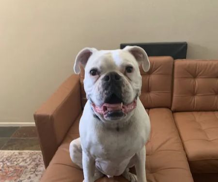 Animal Cardiology Specialists of Nevada