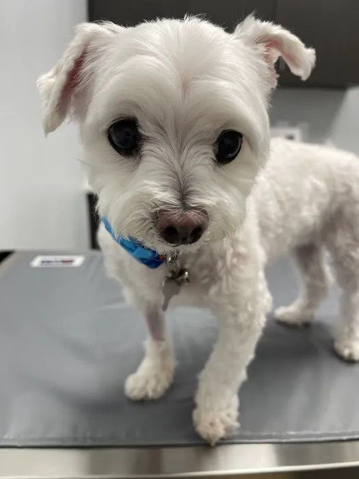 Animal Cardiology Specialists of Nevada Picture 4
