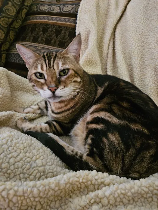 Animal Cardiology Specialists of Nevada Picture 5