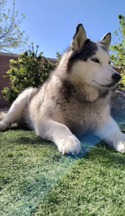 Animal Cardiology Specialists of Nevada Picture 9