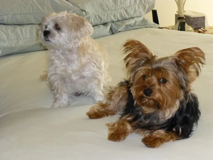 Summerlin Animal Hospital Picture 3