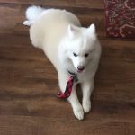 Summerlin Animal Hospital