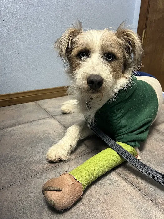 Summerlin Animal Hospital Picture 2