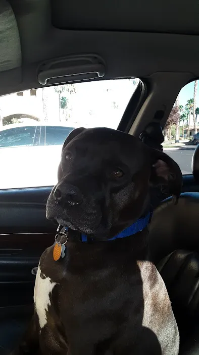 Summerlin Animal Hospital Picture 8
