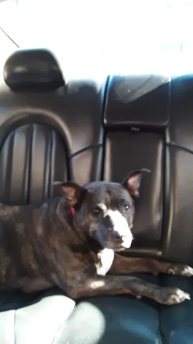 Summerlin Animal Hospital Picture 10
