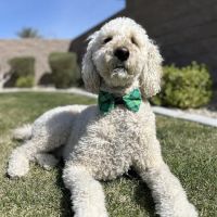 Island Pet Hospital ico
