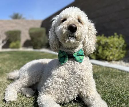Island Pet Hospital