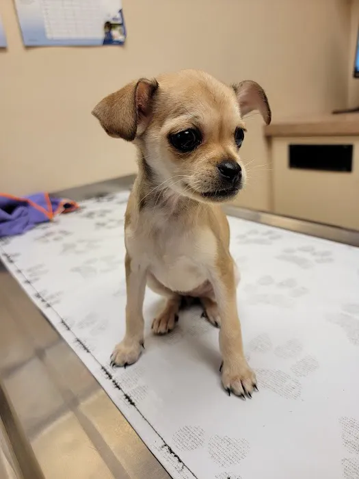 Island Pet Hospital Picture 3