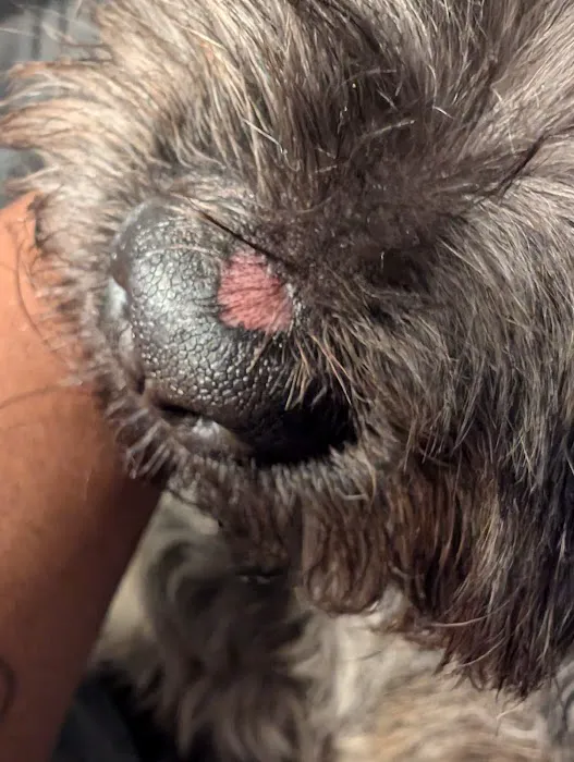 Island Pet Hospital Picture 7