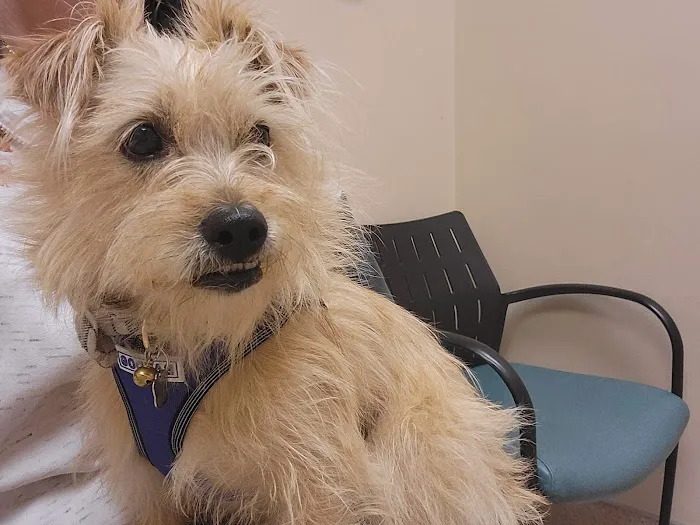 Island Pet Hospital Picture 4