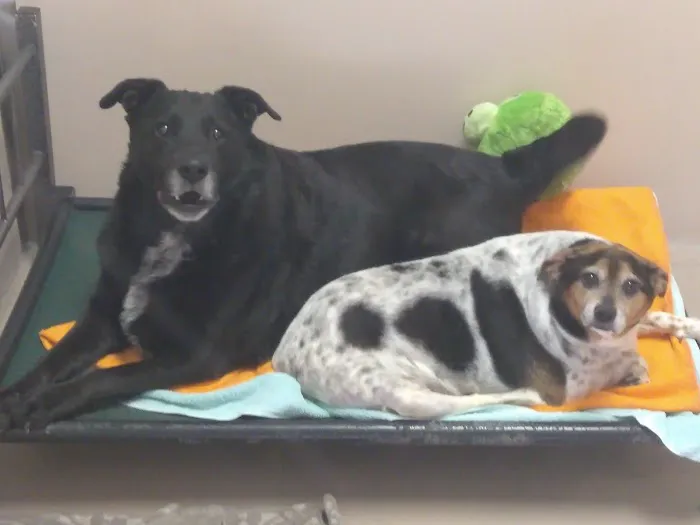 Island Pet Hospital Picture 8