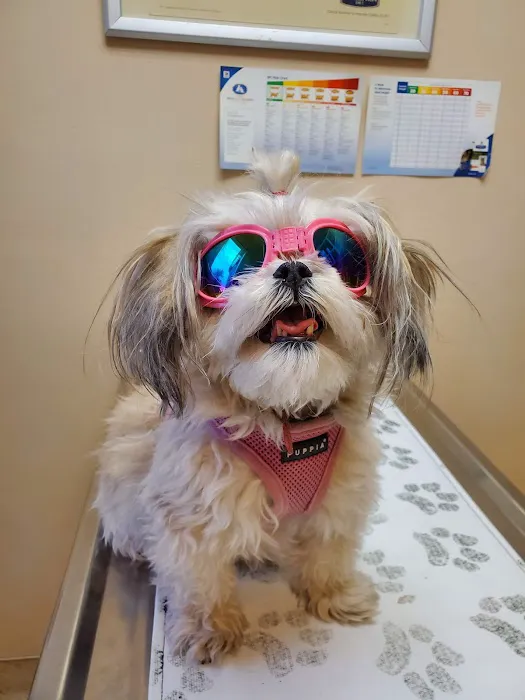 Island Pet Hospital Picture 6