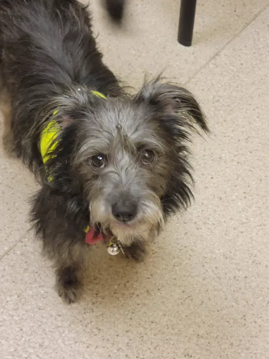 Island Pet Hospital Picture 9