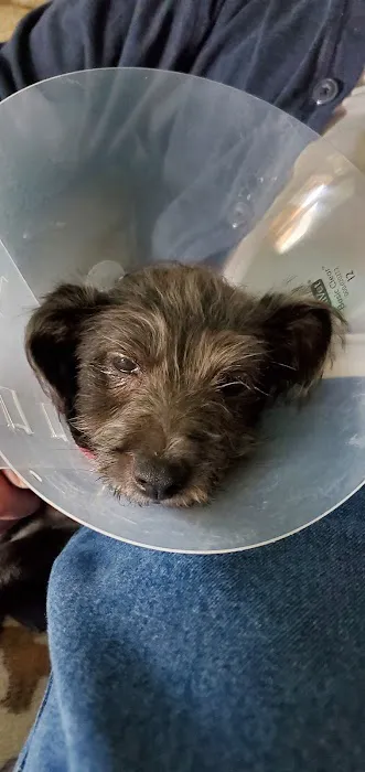 Island Pet Hospital Picture 10