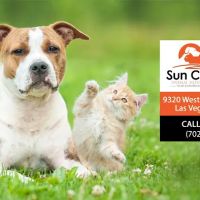 Sun City Animal Hospital ico