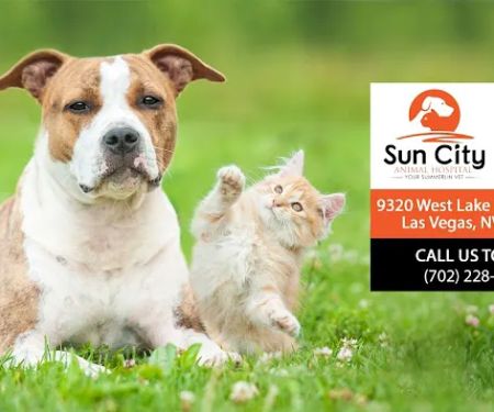 Sun City Animal Hospital