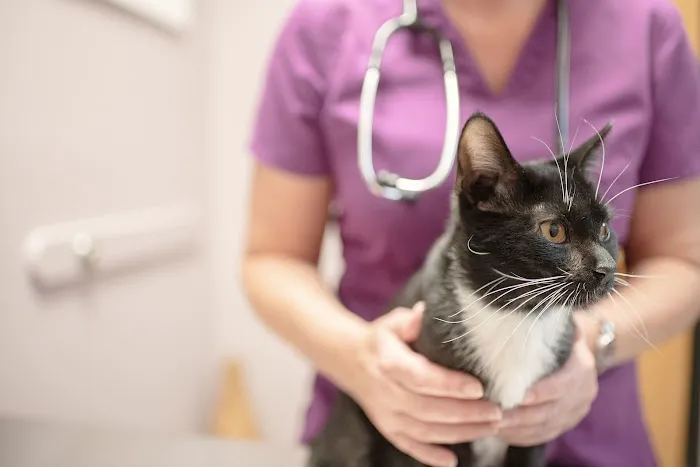 Trailwood Cat Hospital Picture 1