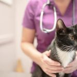 Trailwood Cat Hospital
