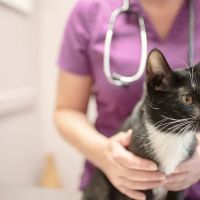 Trailwood Cat Hospital ico