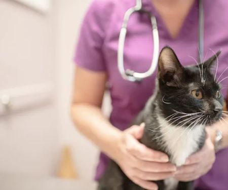 Trailwood Cat Hospital