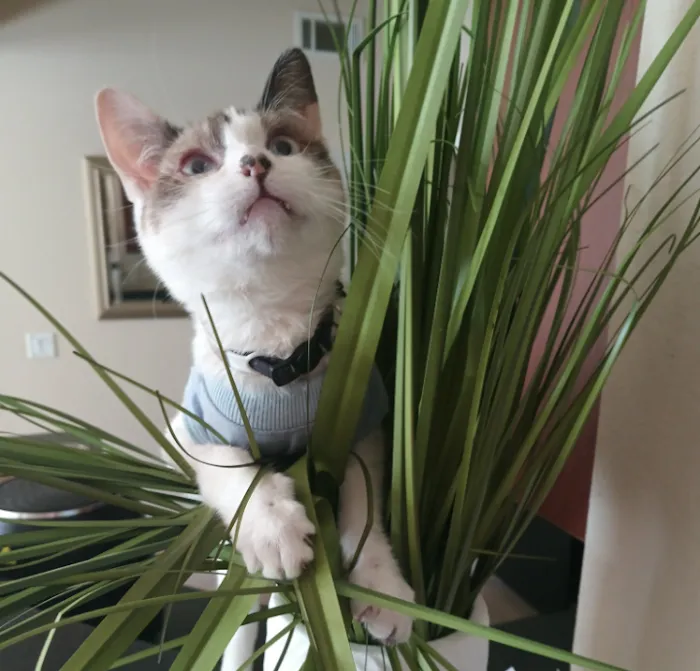 Trailwood Cat Hospital Picture 9
