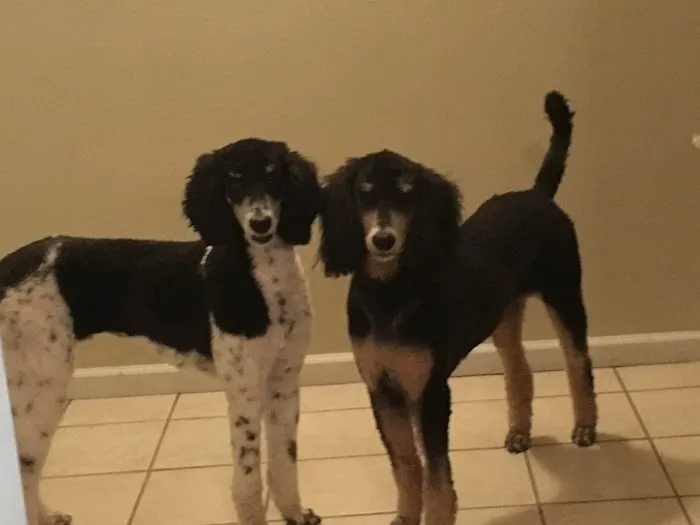 Majestic Park Animal Hospital Picture 2