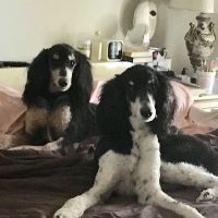Majestic Park Animal Hospital ico