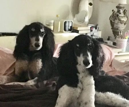 Majestic Park Animal Hospital