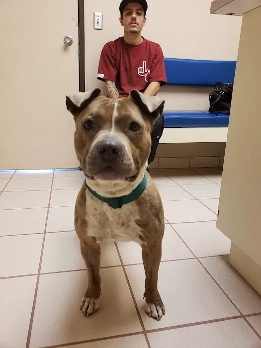 VCA Warm Springs Animal Hospital Picture 2