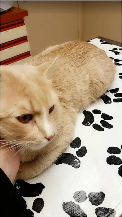 VCA Warm Springs Animal Hospital Picture 8