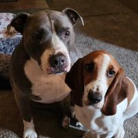 Warm Hearts Pet Hospital ico