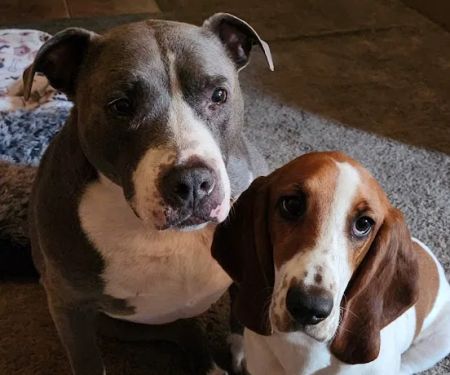 Warm Hearts Pet Hospital