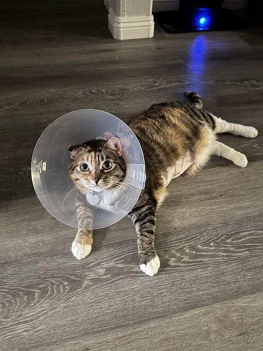 Warm Hearts Pet Hospital Picture 3
