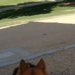 Parkway Springs Animal Hospital - at Arch Plaza